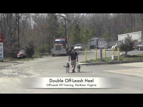 Pit Bull and German Shepherd Off-Leash Heeling Together! Dog Trainers in VA, DC, Maryland