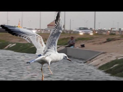 Nawras bird steals fish from fisherman