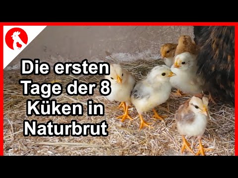 F221 Die ersten Tage der Küken in Naturbrut   - Jensman and the Huhns