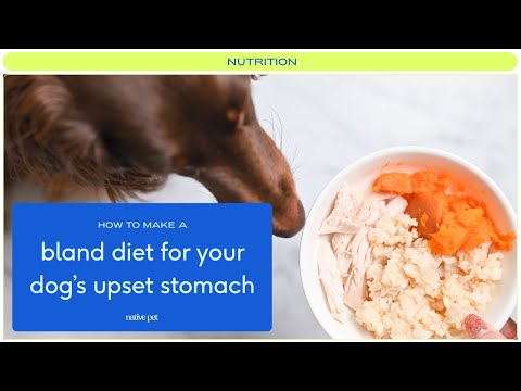 A Guide to Dog Food For an Upset Stomach: Bland Dog Food 101