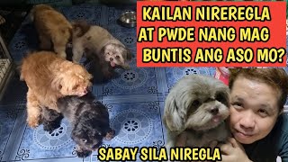 Download lagu (Dog Heat)Kailan Nireregla Ang Aso? |Paano Malalaman Kung Heat na Ang Aso Mo! mp3
