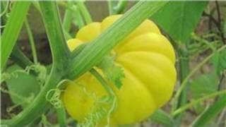 Gardening From Seeds : How to Plant Squash Seeds