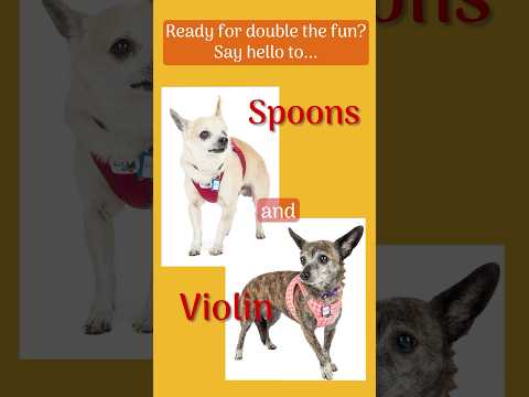 Spoons 11763, an adoptable Chihuahua in San Francisco, CA_image-1