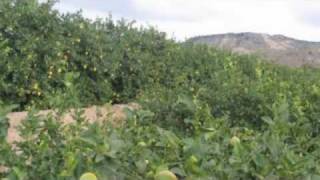 Tehua. Al pie de los limoneros