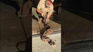 This Vipers got some GIANT Venom Glands😳 by Prehistoric Pets TV