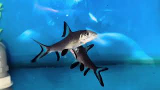 Cặp cá hỏa tiễn