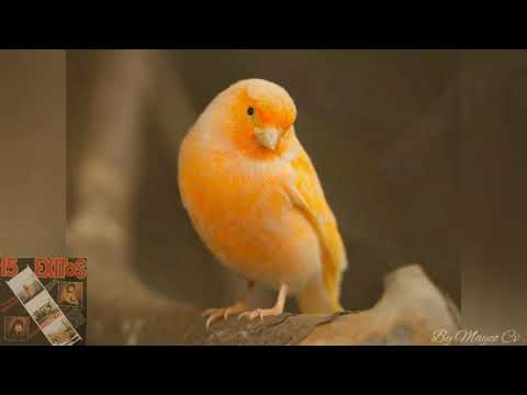 PAJARILLO HERIDO // Tommy Ramirez y Sus sonorritmicos //