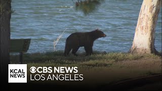 Bear goes for a swim while wildlife officers try to coax back into the woods