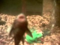 Fish Movies 2 AVI