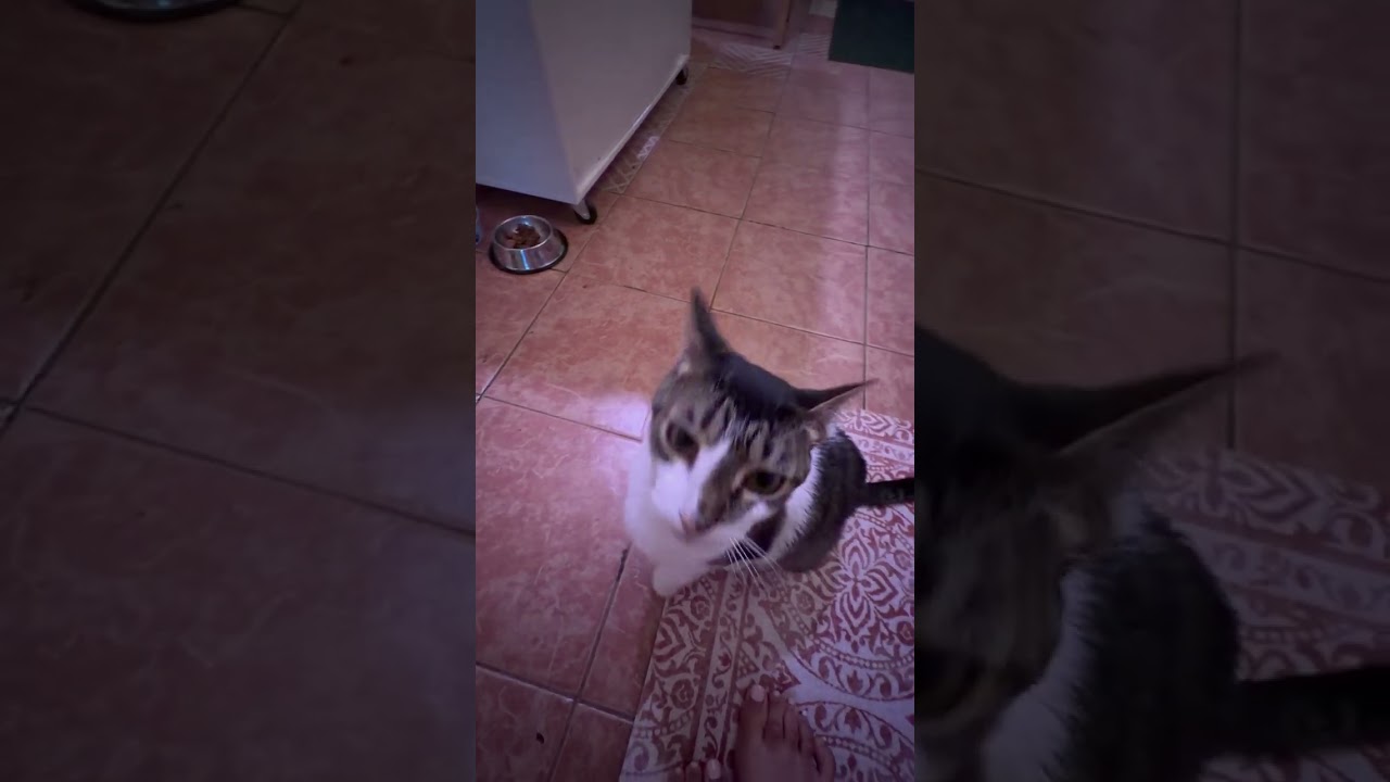 Enlarge Luna, a Adoptable Domestic Short Hair in New York, NY video 6/6