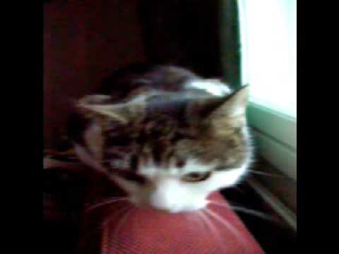 Maiju-kissa linnustaa.