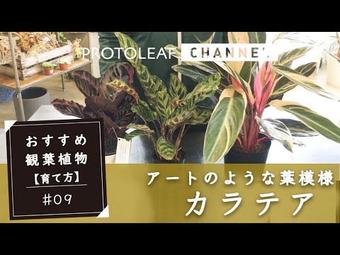 園芸 サフラン カラテア、開花カラテア