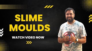 Best Ever Study Of Slime Moulds With Amazing Explanation