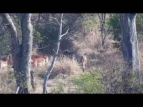 Djuma: Impalas - 07:54 - 08/31/21