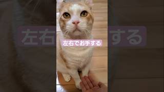 左右でお手できる猫がかわいい【ふゆきち】