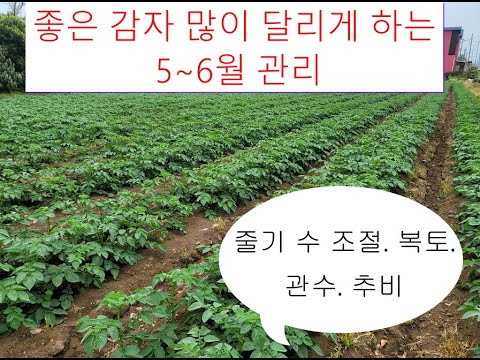 , title : '좋은 감자 많이 달리게 하는 5~6월 관리'