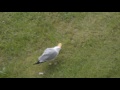 Seagull Defends A Pizza Crust