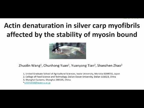 Actin Denaturation in Silver Carp Myofibrils Affected by the Stability of Myosin Bound