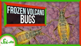 The Awesome Bug That Lives on Frozen Volcanos