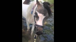 FOR SALE! TOF Warriors Apache Masquerade  (Casper)  AMHR 2013 35" Bay Pinto Stallion