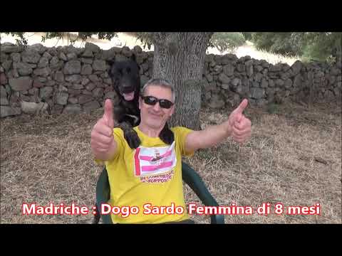 Dogo Sardo in coppia maschio e femmina