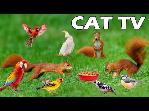 SPECIAL CAT AND DOG TV🐕🐈 Unlimited Squirrels & Birds In The Sunshine🐿🦜 4K TV Help Pets Reduce Stre