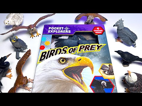 Birds of Prey Collection - Eagle, Hawk, Vulture, Snowy Owl, Great Horned Owl, Albatross Harpy Eagle