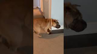 Video preview image #1 Mutt Puppy For Sale in Prescott, Ontario, Canada