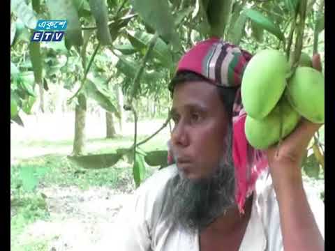 হাড়িভাঙ্গা আমের বাম্পার ফলন, পাচ্ছেন না ন্যায্যমূল্য