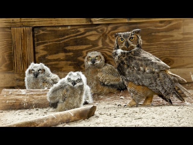 英語のowlのビデオ発音