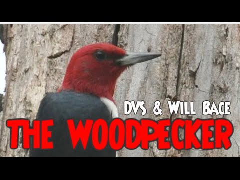 Episode 93 - THE WOODPECKER