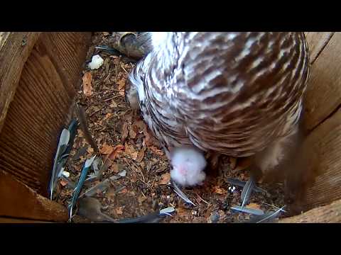 Feeding Time For Owlets | WBU Barred Owl Cam – April 17, 2020