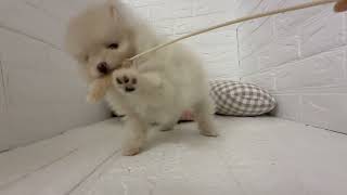 ポメラニアンの動画01