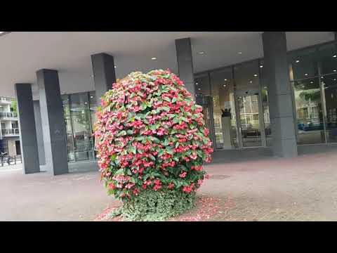 Street Walk in Centrum Weert