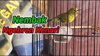 Download lagu Pleci Look for Opponents to Shoot Bren Walnuts mp3