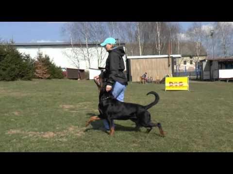 Funny Falko Bonnapo - obedience , defence