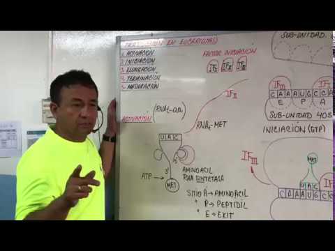TRADUCCIÓN  DEL ARN EN EUCARIOTAS - DOGMA CENTRAL DE LA BIOLOGÍA