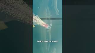 Can Being Underwater Protect You From Bullets? 🤔