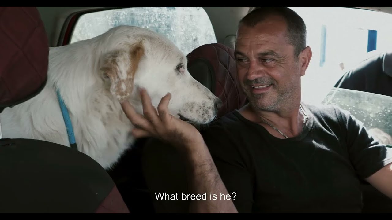 The Stray Story - A dogumentary: Official Theatrical Trailer