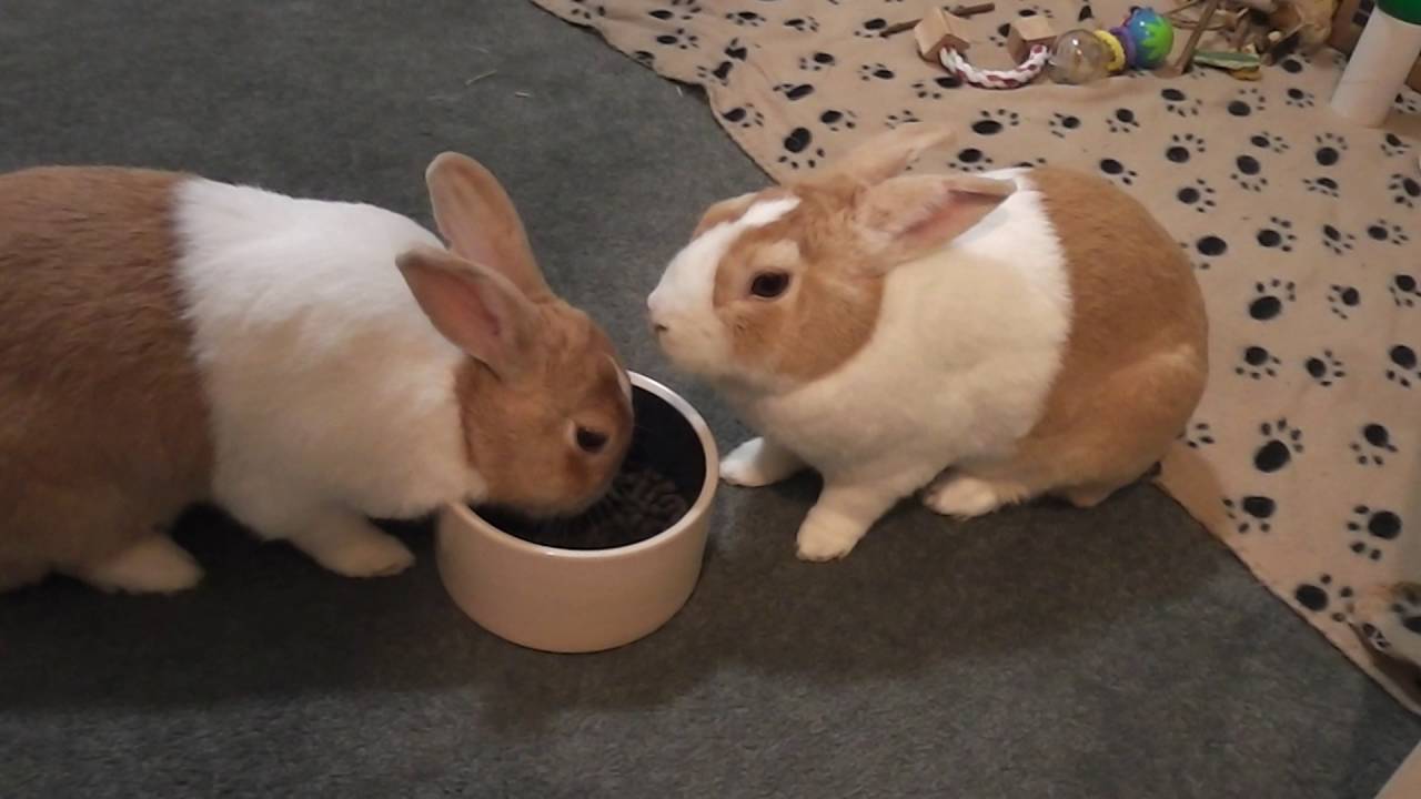 Castle and Becket try Burgess Excel Oregano for the first time