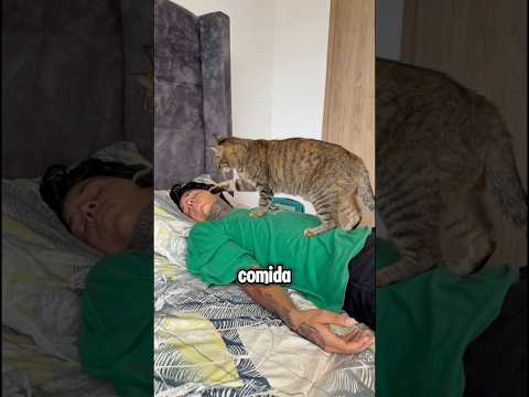 Que prefieres gatos o perros