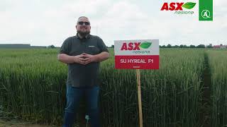🌾 Poznaj nowoczesną pszenicę hybrydową SU Hyreal F1!