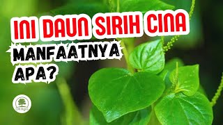Download lagu 9 MANFAAT DAUN SIRIH CINA UNTUK KESEHATAN‼️🌱🍵😊👍 mp3