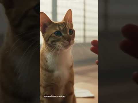 Bruce Lee Is Faster Than a Cat