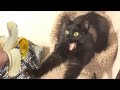 Black cats are the best cat that will make you laugh uncontrollably😹