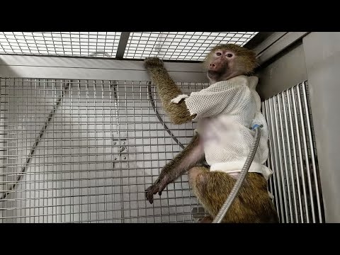 Inside Massachusetts General Hospital’s Labs: Mutilated Bodies, Broken Minds