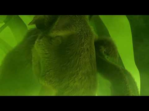 Ice age 3 on va tous y passer