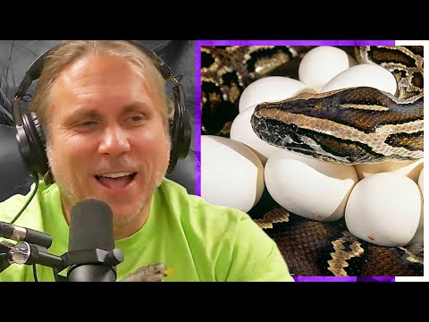 Brian Barczyk on Burmese Pythons Ovulations!!