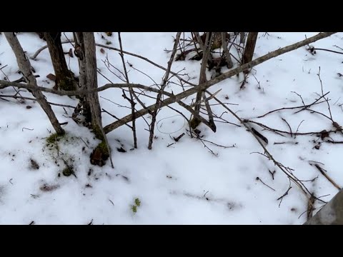 Ep.5 checking snares for hares