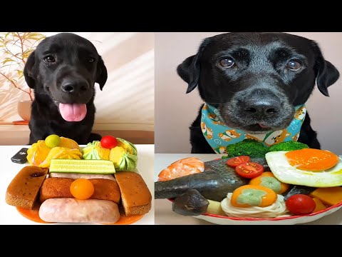 Dog Feast Battle 🍱 | Sweet Treats vs Healthy Meal!"